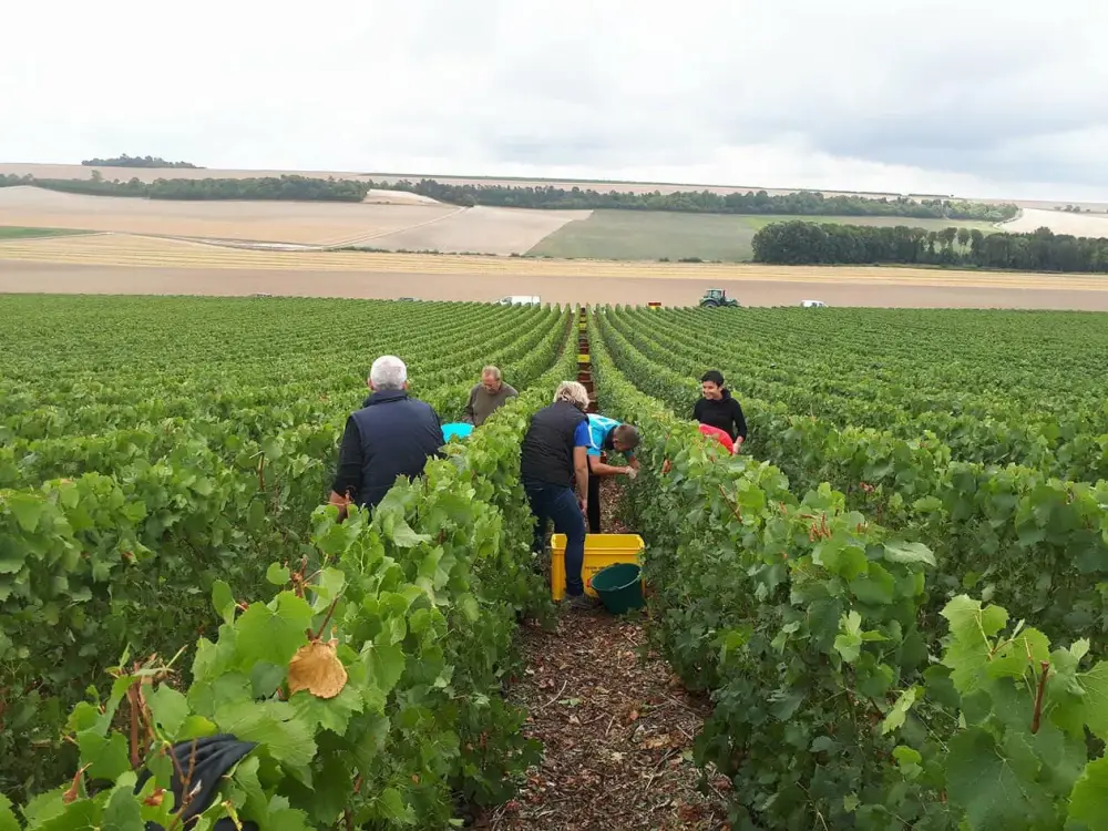 les vignes