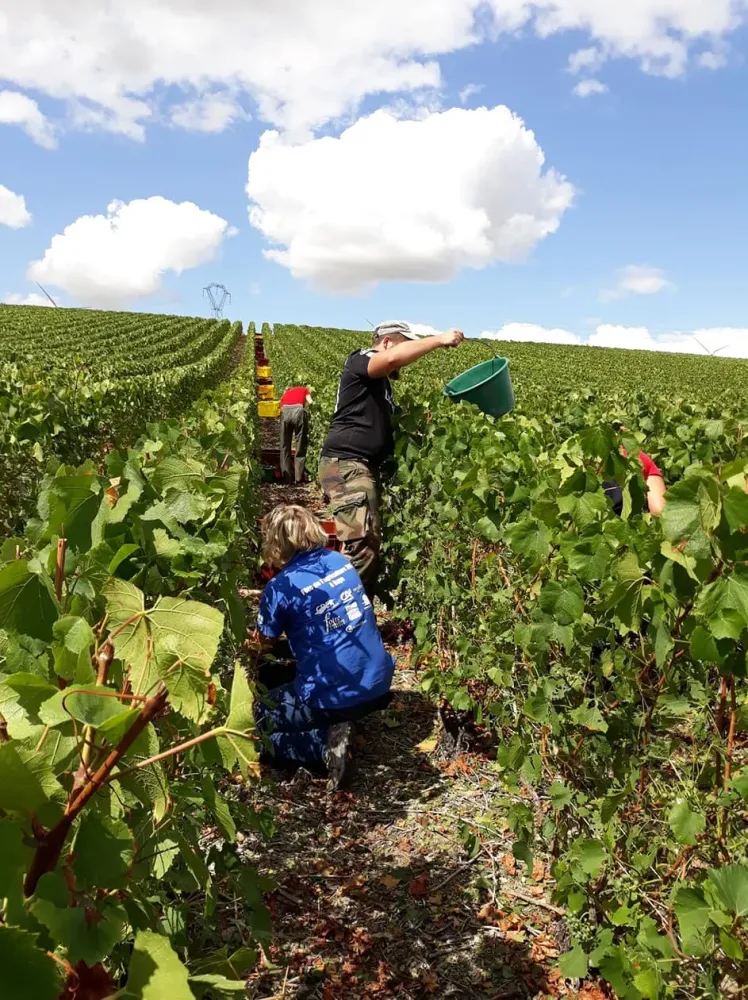 champagne vigneron indépendant à Saint-Amand-sur-Fion
