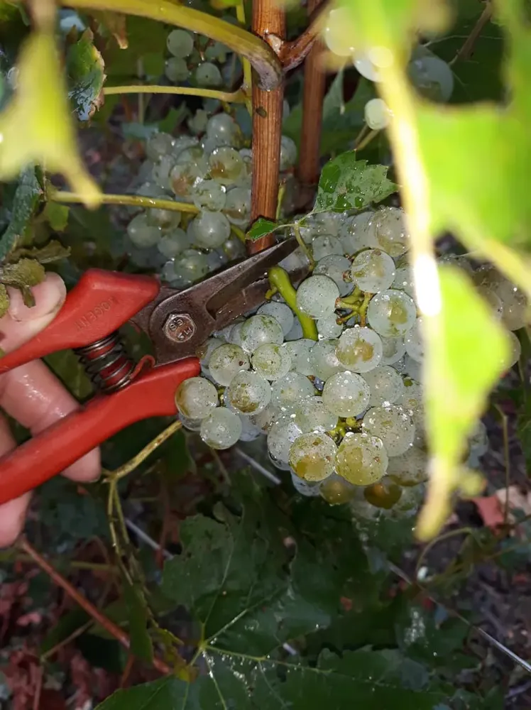 récoltant manipulant à Saint-Amand-sur-Fion