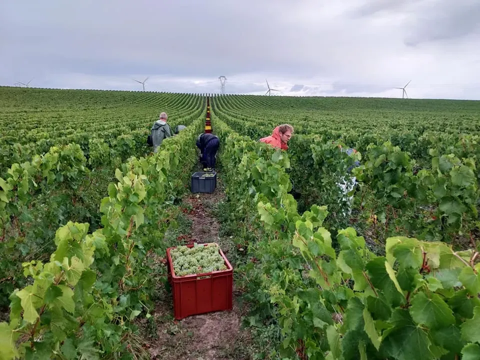 culture de la vigne